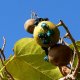 25- Des insectes bleus devorent un fruit 
